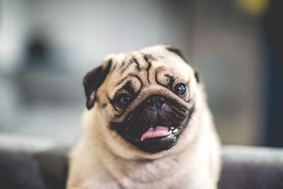 Close-up portrait of a dog