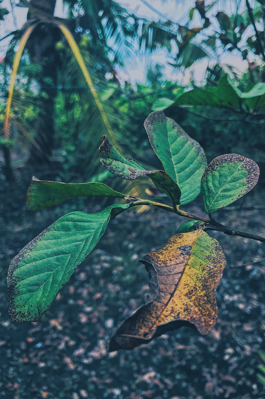 CLOSE-UP OF LEAVES ON FIELD