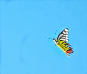 Close-up of butterfly flying