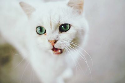 Close-up portrait of cat