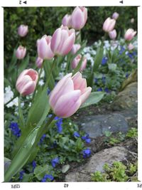 Close-up of pink flowers