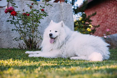 White dog in a field