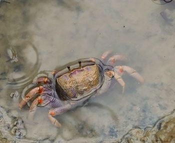 High angle view of fish swimming in sea