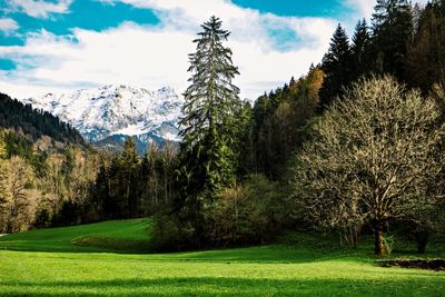 Trees growing on field against sky