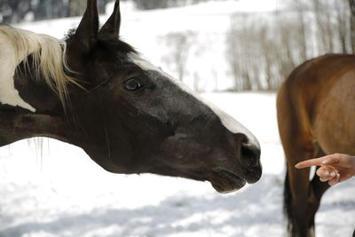 Close-up of hand feeding