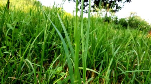 Close-up of grass in field