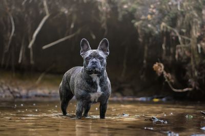 Portrait of dog standing in water