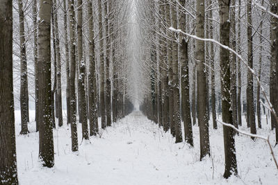 Snow covered trees in forest