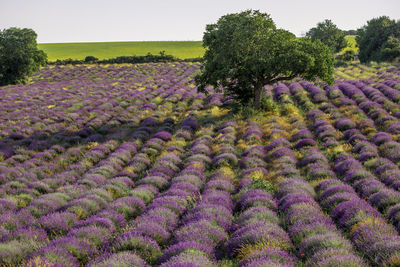 Purple flowering plants on field