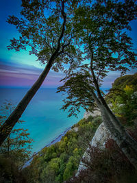 Low angle view of trees against blue sky