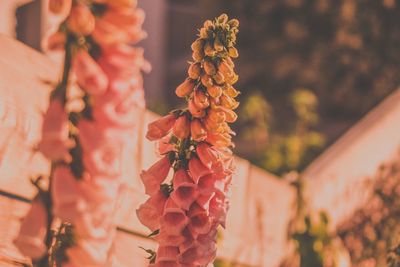 Close-up of red flowering plant hanging from for sale