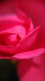 Full frame shot of pink rose