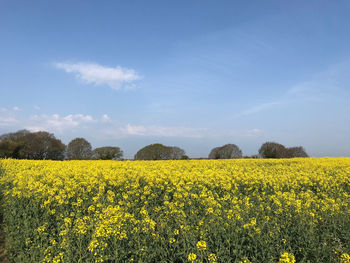 Scenic view of oilseed rape field against sky