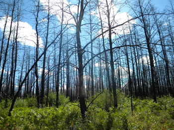 Bare trees in forest against sky