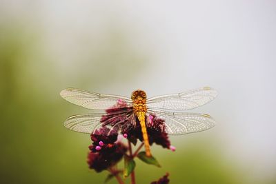 Close-up of dragonfly on flower