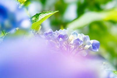 Close-up of purple flowering plant