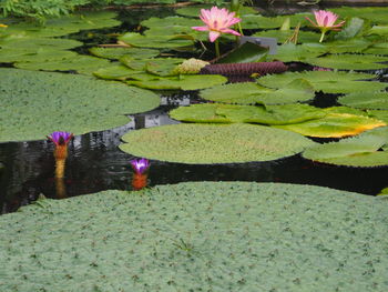 Close-up of lotus water lily in pond