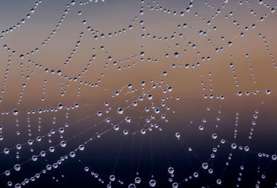 Close-up of water drops on spider web