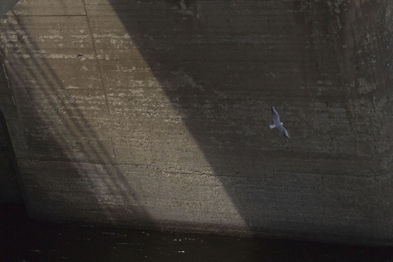 HIGH ANGLE VIEW OF BIRD FLYING OVER WALL