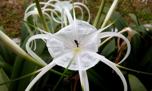 Close-up of plant against blurred background