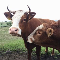 Portrait of cow standing on field against clear sky