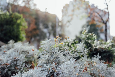 Close-up of snow covered plant against trees