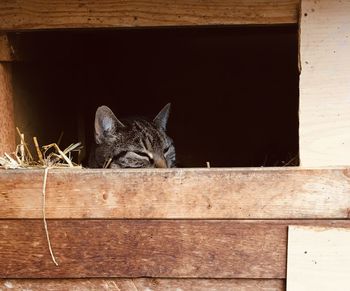 Cat sitting on wooden wall