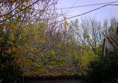 Trees against sky