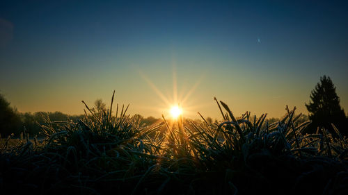 Grass against sky during sunset