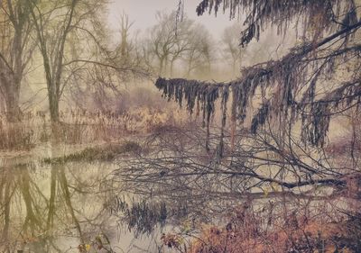 Bare trees reflecting in lake