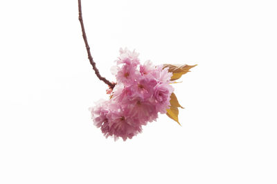 Close-up of pink flowers