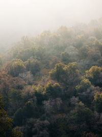 High angle view of trees in forest against sky