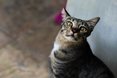 Close-up of cat
