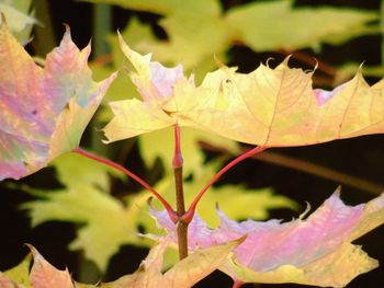 Close-up of maple leaves on plant during autumn