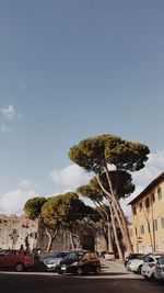 Cars on tree against sky