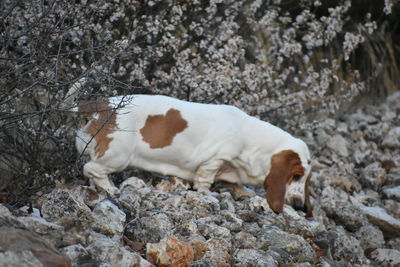 Dog lying on rock