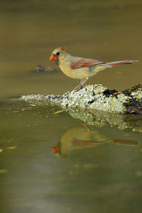 Bird perching on a lake