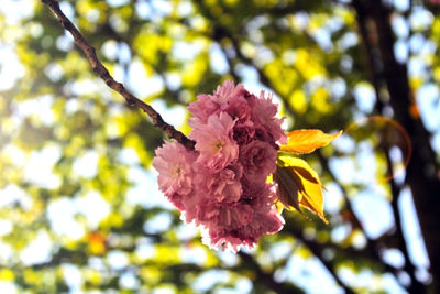 Close-up of pink cherry blossoms in spring