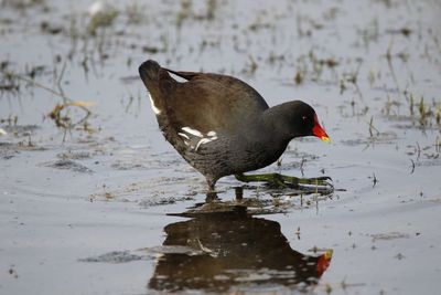 Moorhen with reflection on a lake