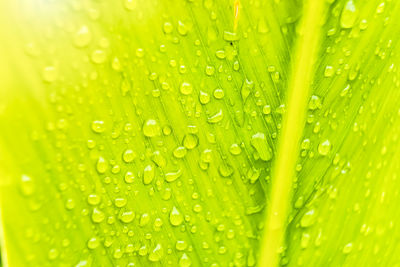 Close-up of wet green leaves during rainy season