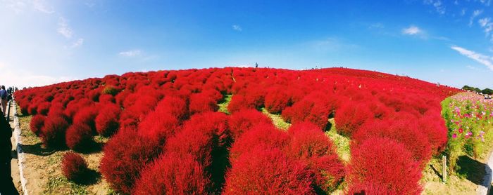 Panoramic view of red plants growing on field at hitachi seaside park