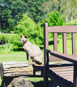 Dog sitting on bench in park