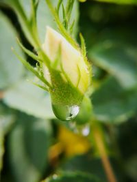 Close-up of raindrops on flower