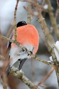 Close-up of bird perching on branch