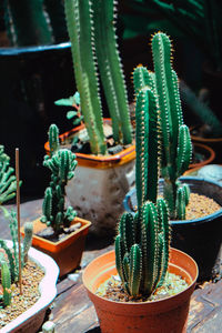 Close-up of succulent plant in pot