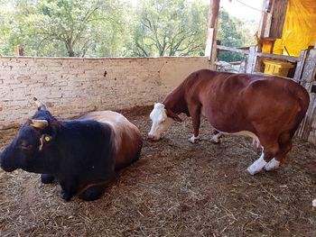 Cows standing on field