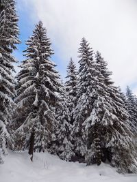 Snow covered pine trees in forest against sky