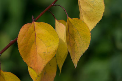 Close-up of autumnal leaves