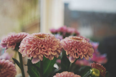 Close-up of pink flowering plant