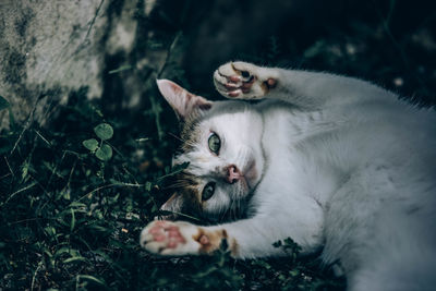 Portrait of cat relaxing outdoors